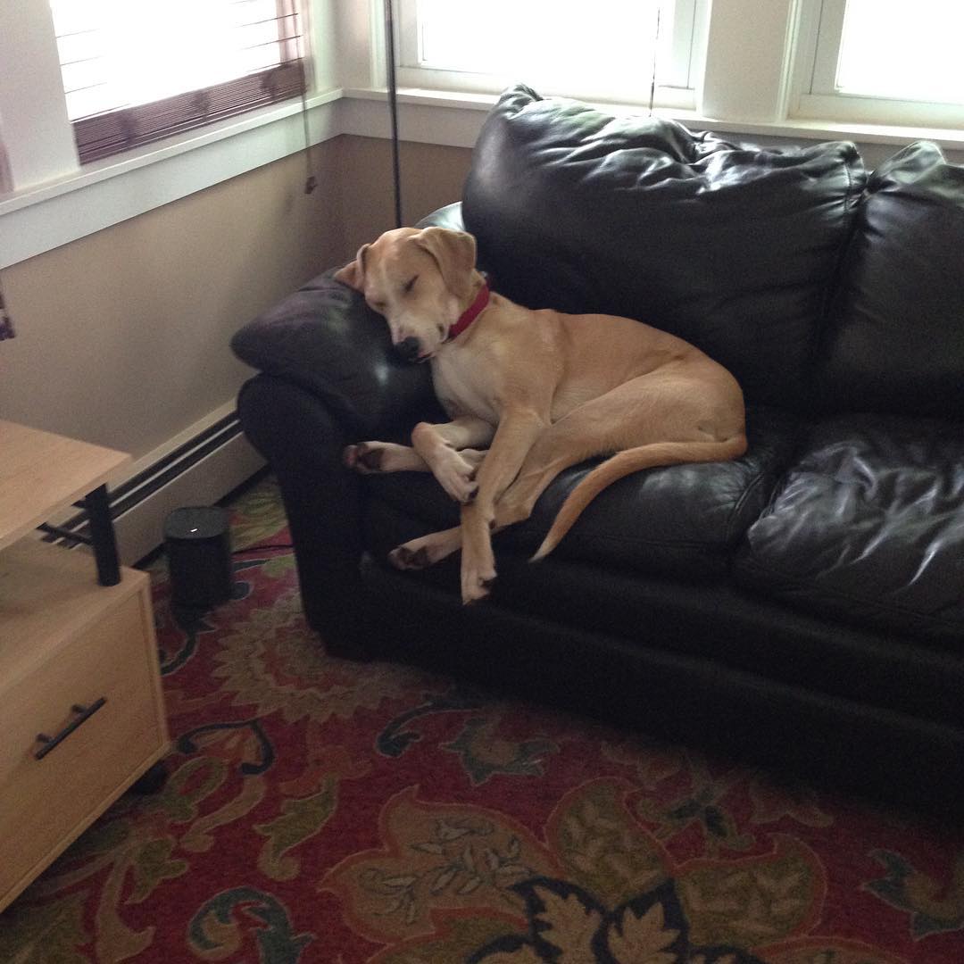 Bauer asleep on the couch