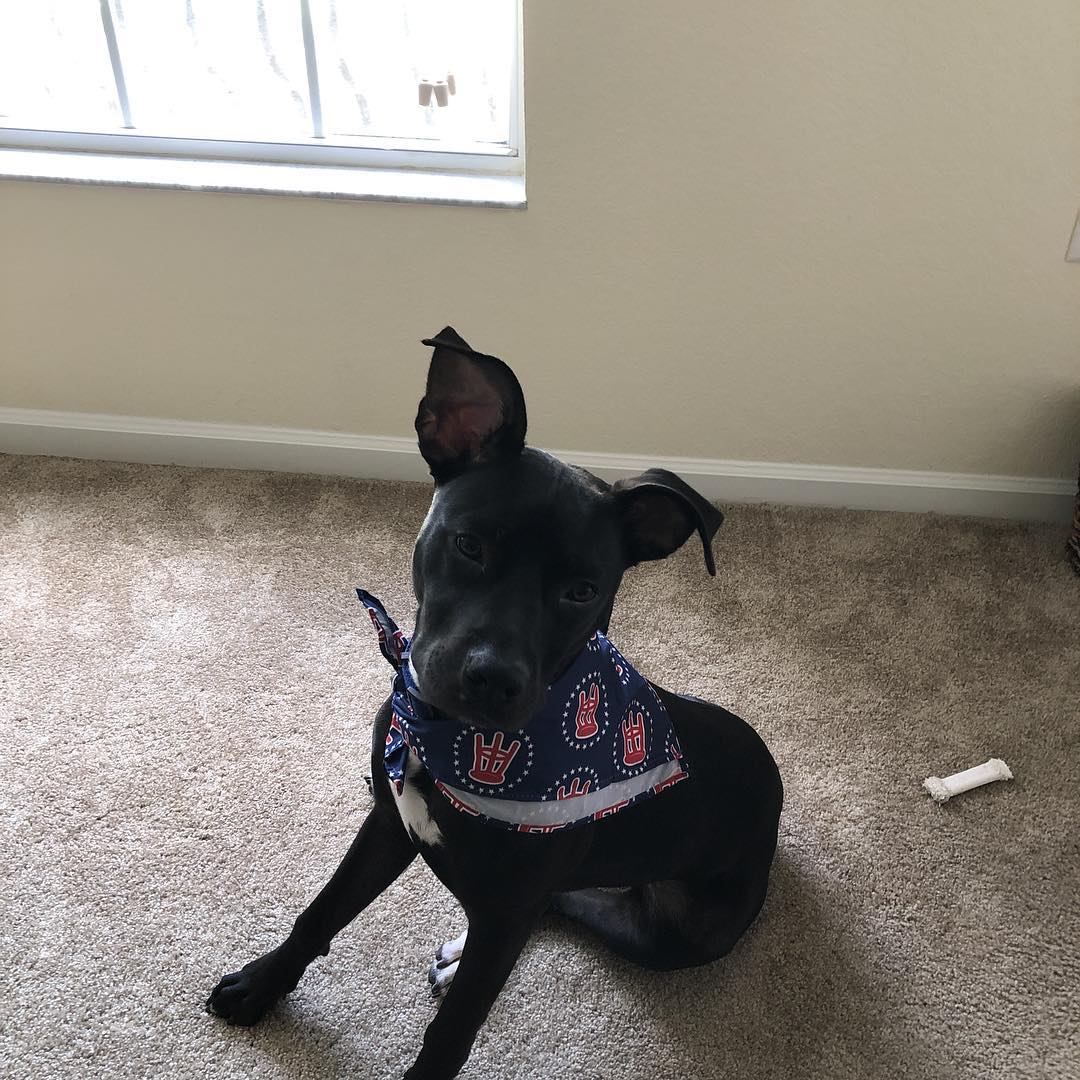 Corona, ears up