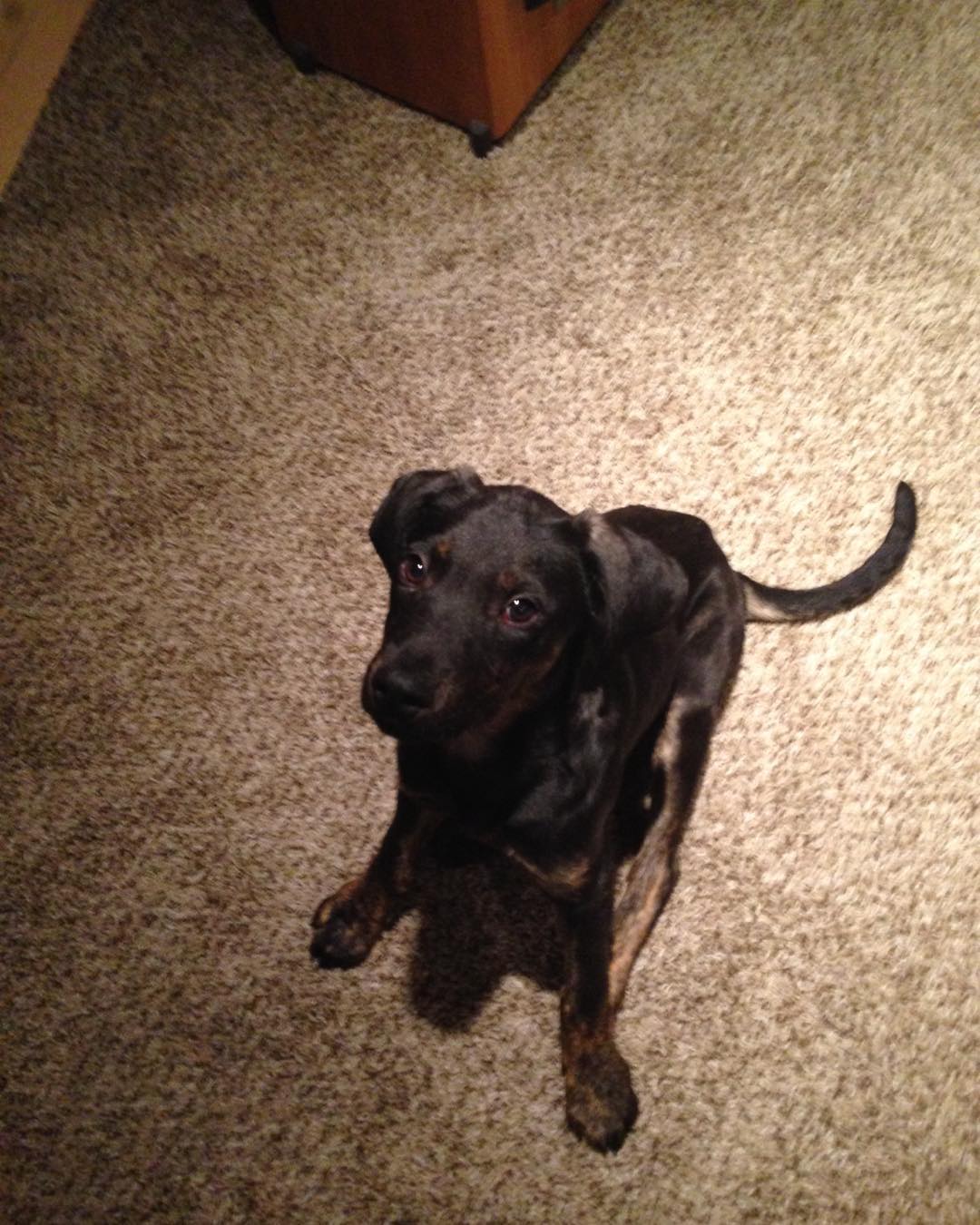 Dobie - Biggins