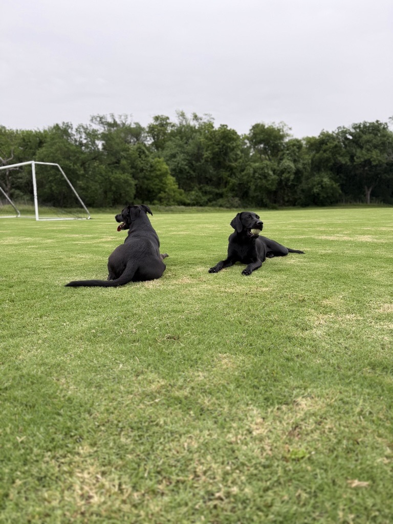 Goose and Clyde lying on a green field