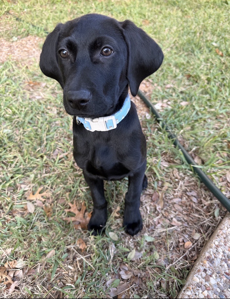 Goose as a puppy, sitting and looking up