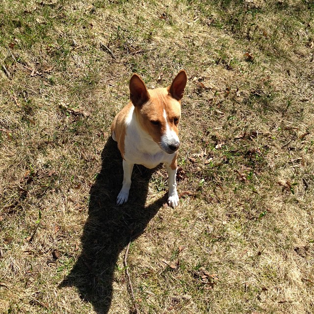 Kenya the basenji