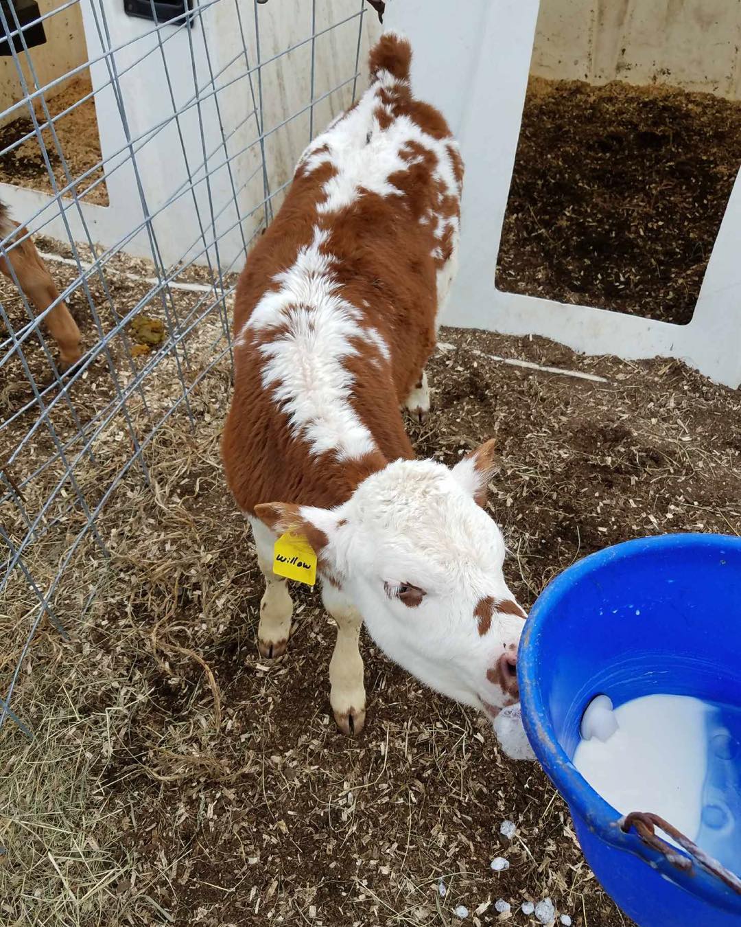 A baby cow
