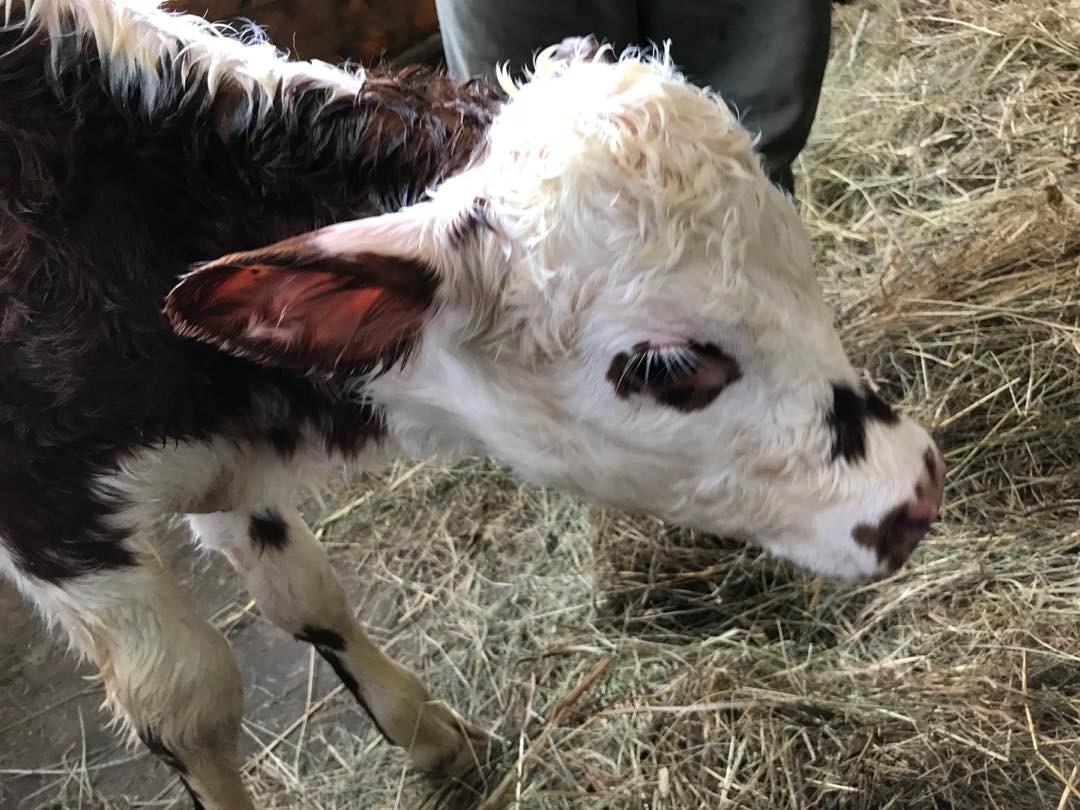 A cow