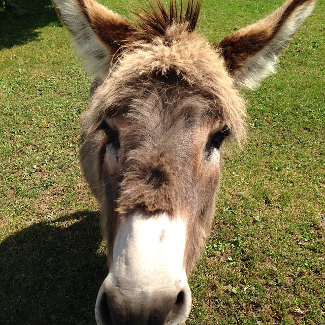 A donkey or mule