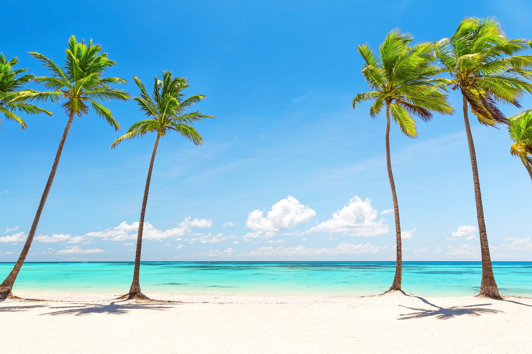 Palm trees on a white beach